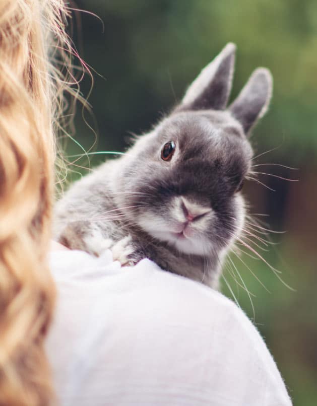 Peta Bunny